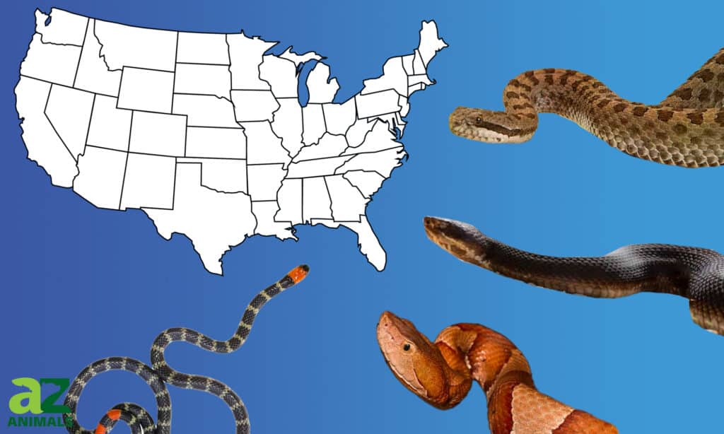 four venomous snakes in america