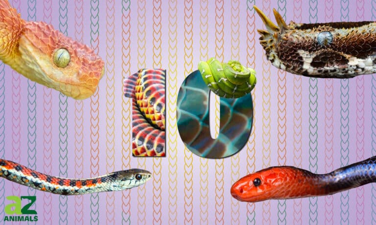 10 most beautiful snakes