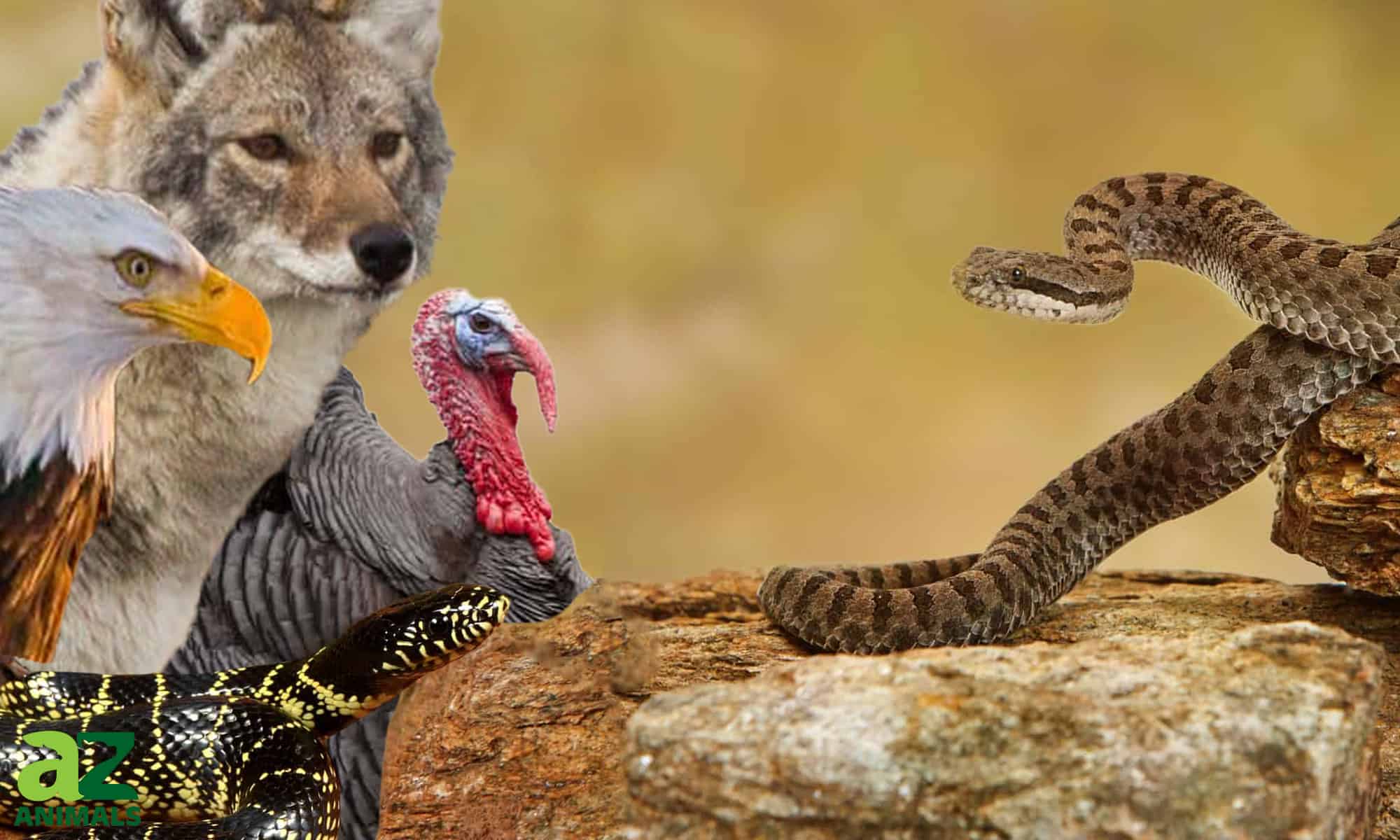 What Animals Eat Rattlesnakes?