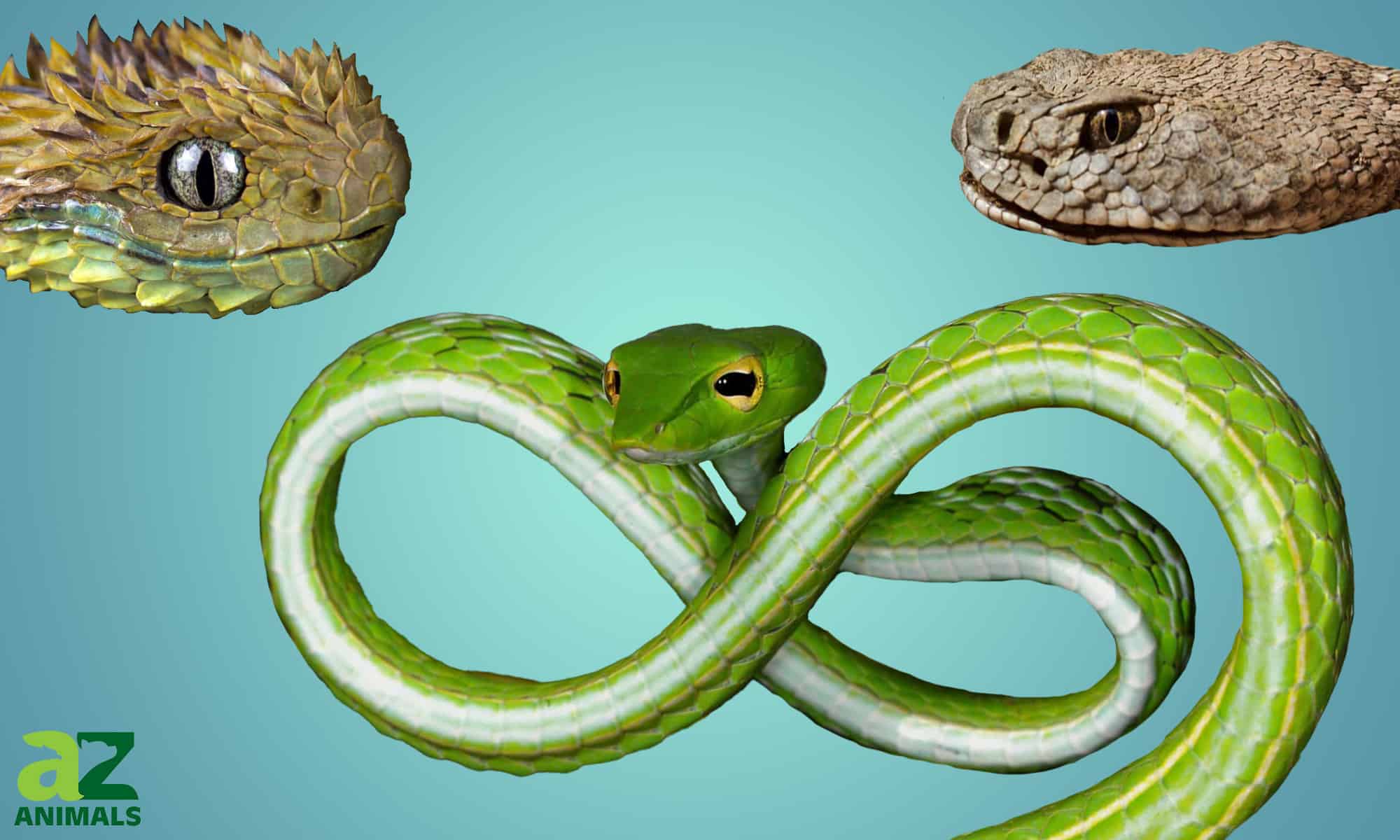 Discover the 10 Weirdest Snakes in the World - AZ Animals