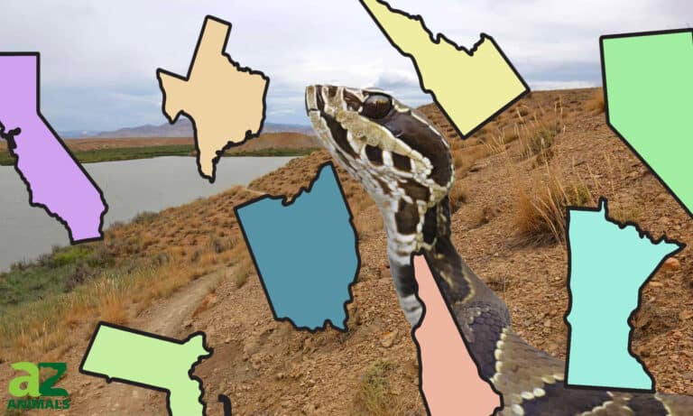 Cottonmouth population by state