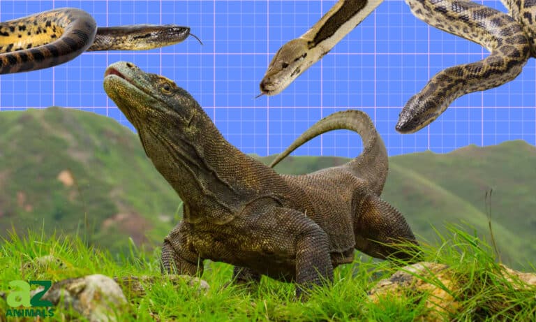 snakes longer than a komodo dragon