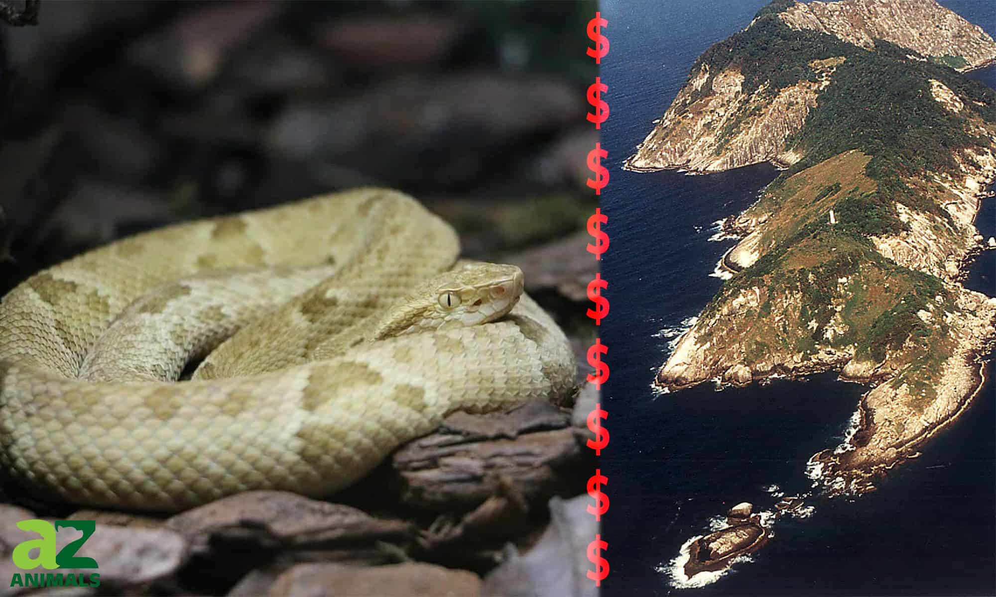 snake on snake island