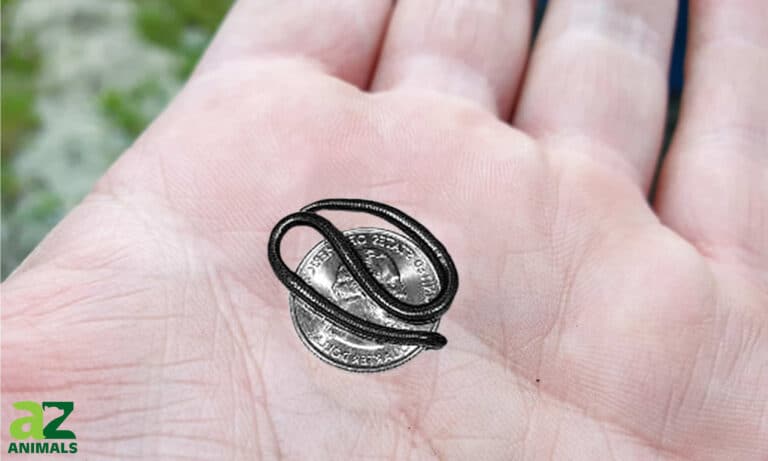 smallest snakes