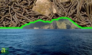 Snake Island: The True Story of the Most Snake-Infested Island on Earth  Picture