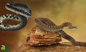 The King of Snakes: How a Snake Immune to Venom Feasts on Rattlesnakes Picture