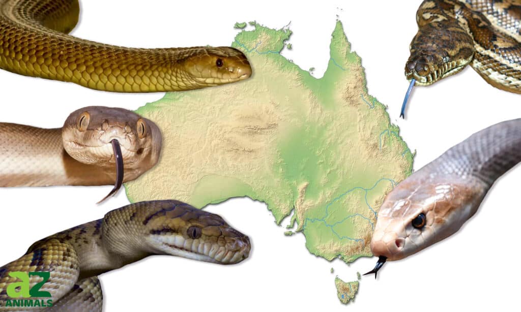 largest snakes in Australia