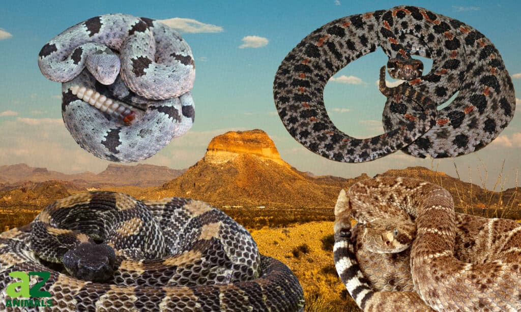 types of rattlesnakes in Texas
