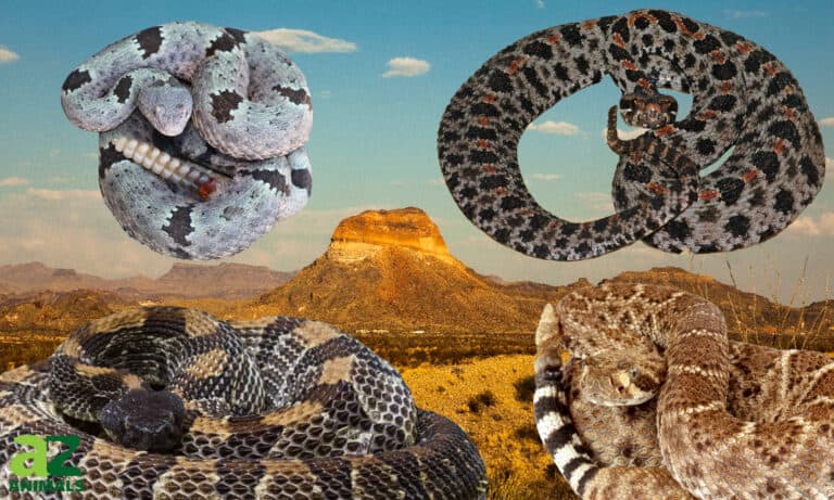 Discover The 10 Types Of Rattlesnakes In Texas - A-Z Animals