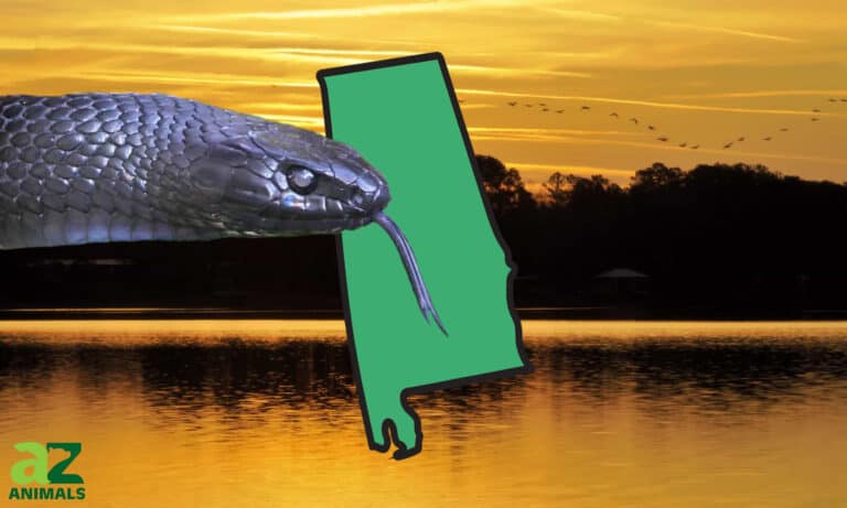 Eastern indigo Alabama