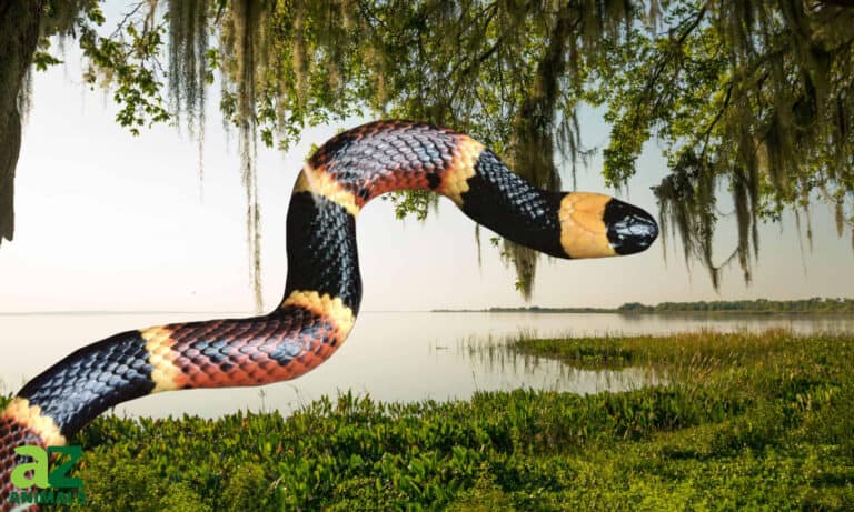 coral snakes in Florida