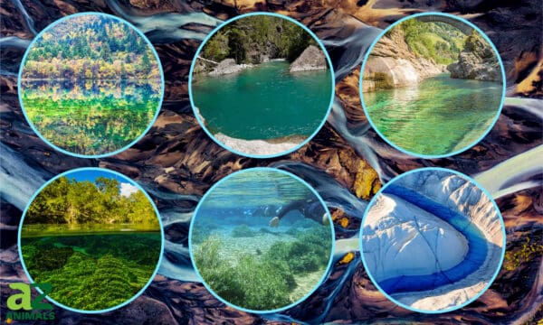 Discover 6 Of The Clearest Rivers In The World - A-Z Animals