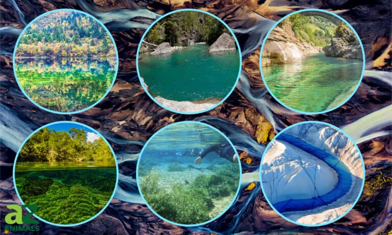 Discover 6 Of The Clearest Rivers In The World - A-Z Animals