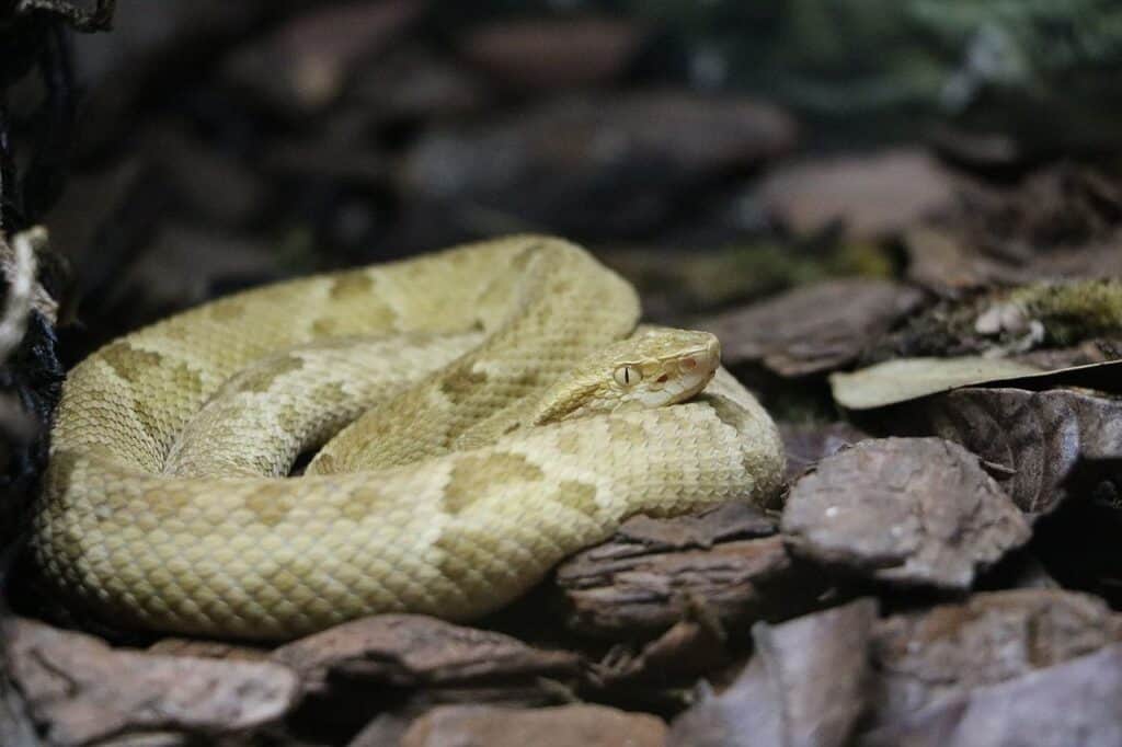 golden lancehead vs fer-de-lance