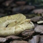 Golden lancehead