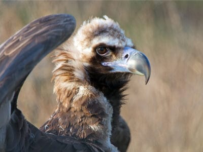 A Cinereous Vulture
