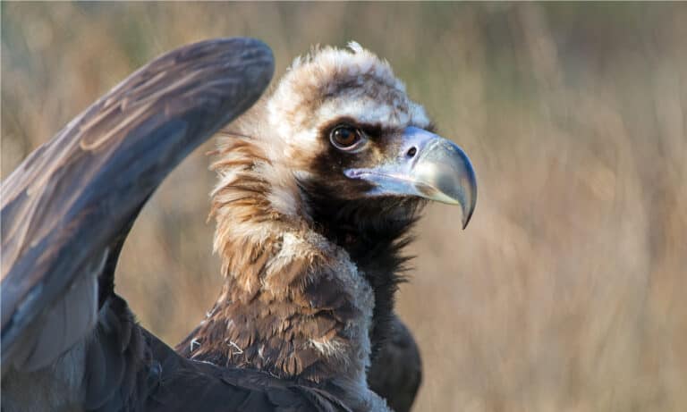 The enormous Cinereous Vulture can grow to between 43 and 47.24 inches in length, weigh up to 31 pounds, and have a nearly 10-foot wingspan.
