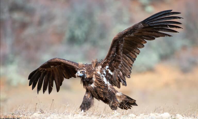 Cinereous vulture (Aegypius monachus) with open wings. This vulture is one of the biggest flying birds in the world.