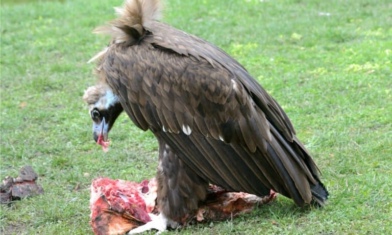 Like the lappet-faced vulture of Africa, the cinereous vulture’s bill is powerful enough to tear open the toughest hides.