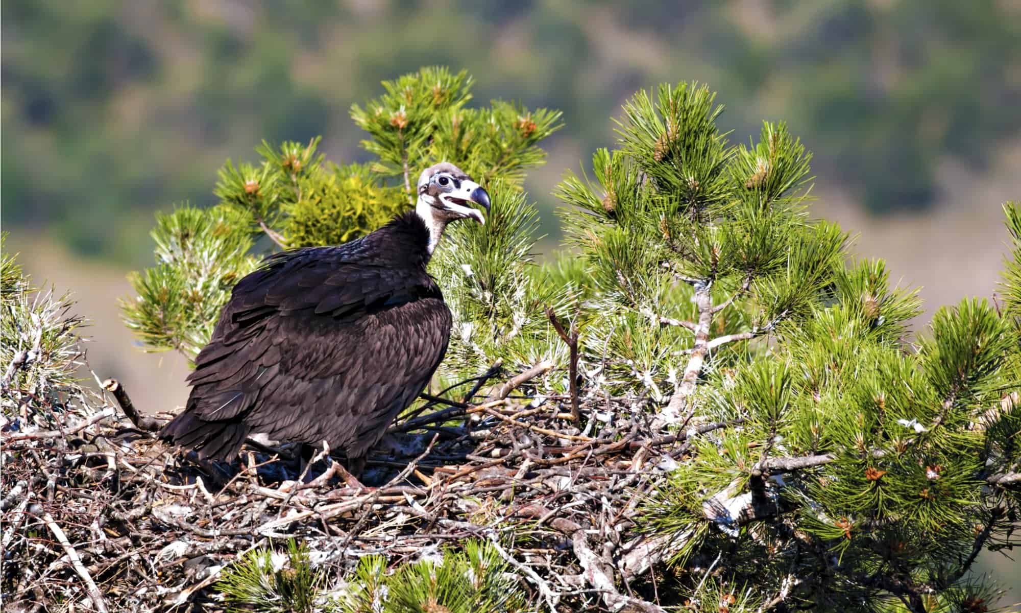 Gray vultures build a large nest, usually in an old tree or on the edge of a cliff.