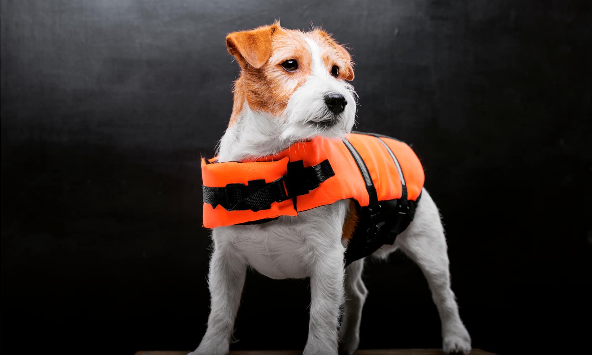Adjustable Camouflage Dog Flotation Lifesaver with Reflective Stripes Powerful Buoyancy for Small Medium and Large Dogs KAMA BRIDAL Dog Life Jacket Ripstop Pet Life Vest 