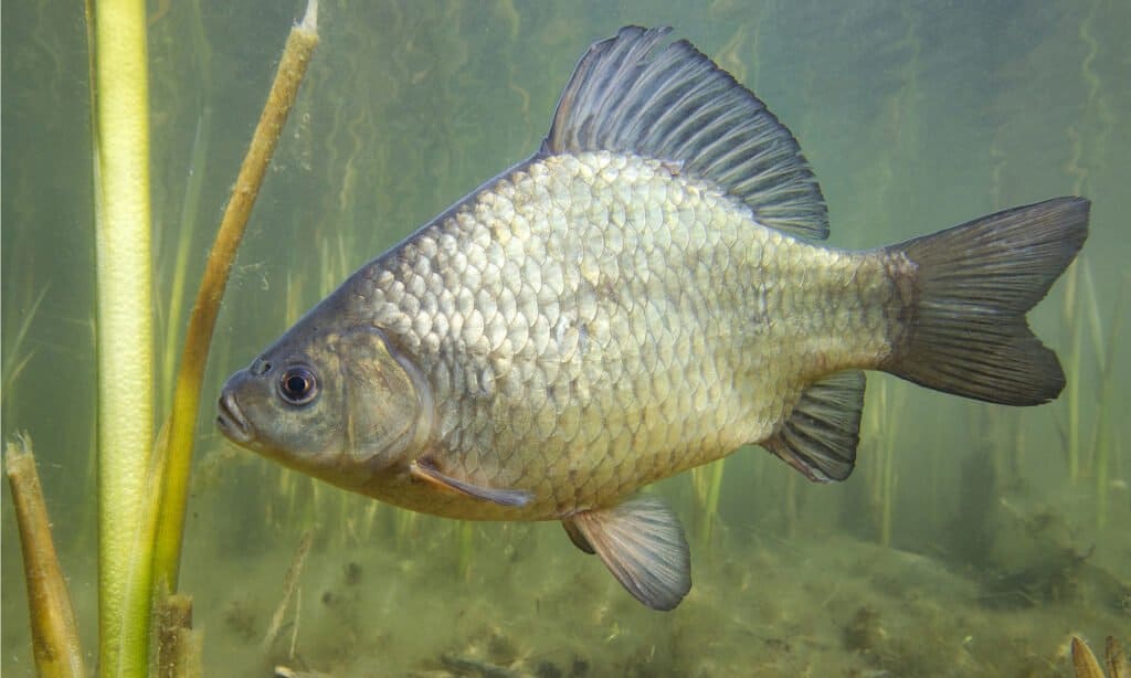 world record crucian carp