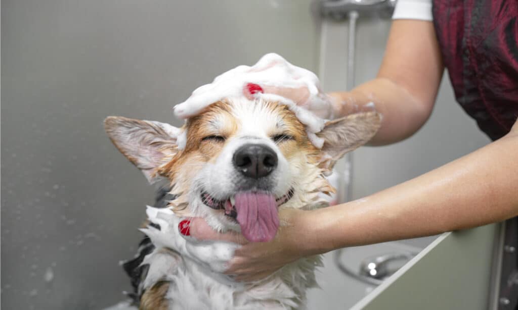 Dandruff shampoo for dogs