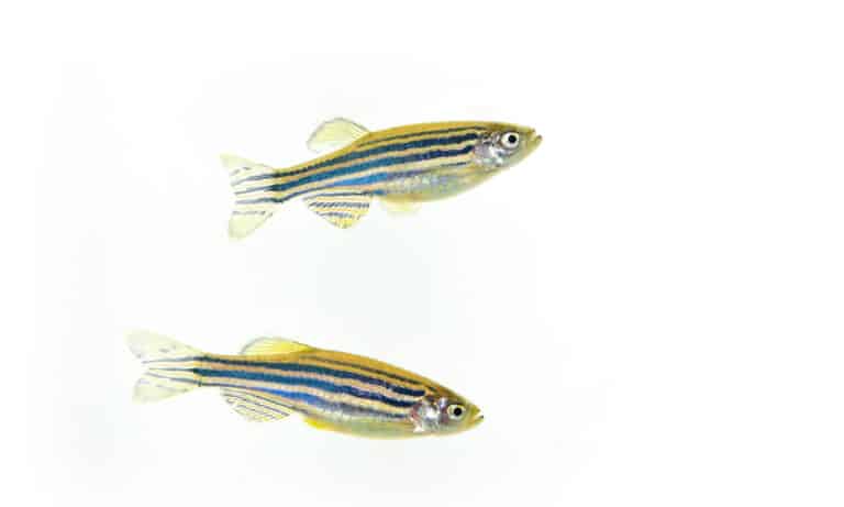 two danios isolated on white background