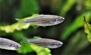 13 Types of Danio: A Guide on Selecting, Breeding and Caring For Your ...