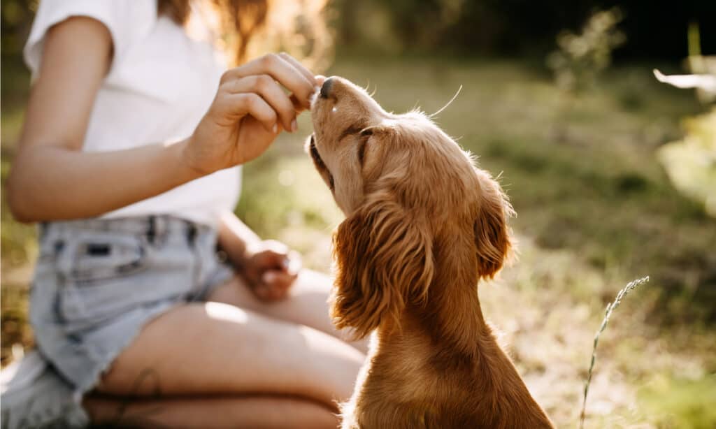 diabetic dog treats