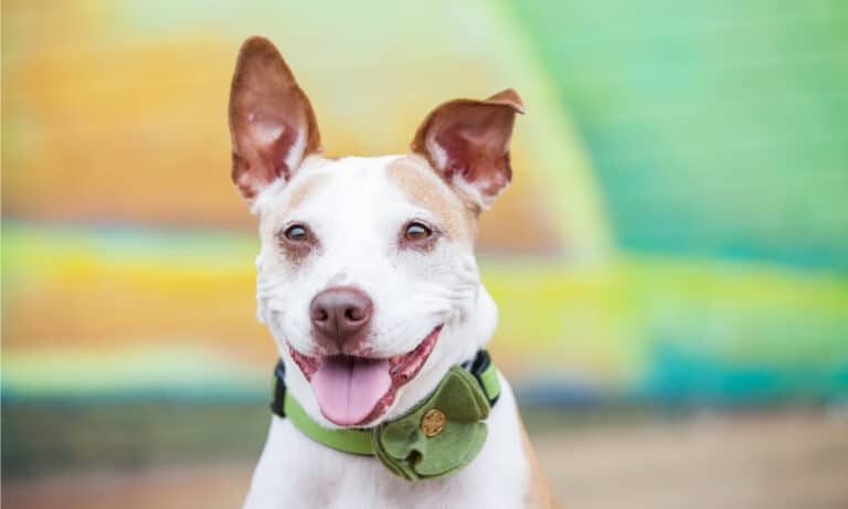 Disney dog collars