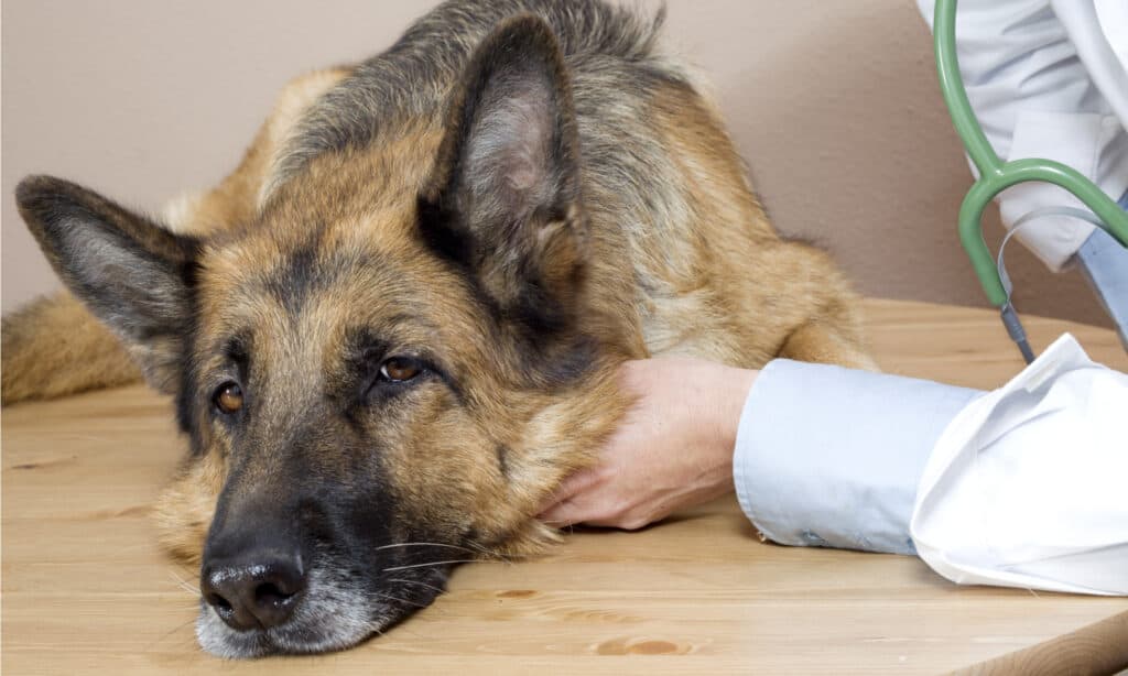 A German Shephard on a veterinarians desk being examined 