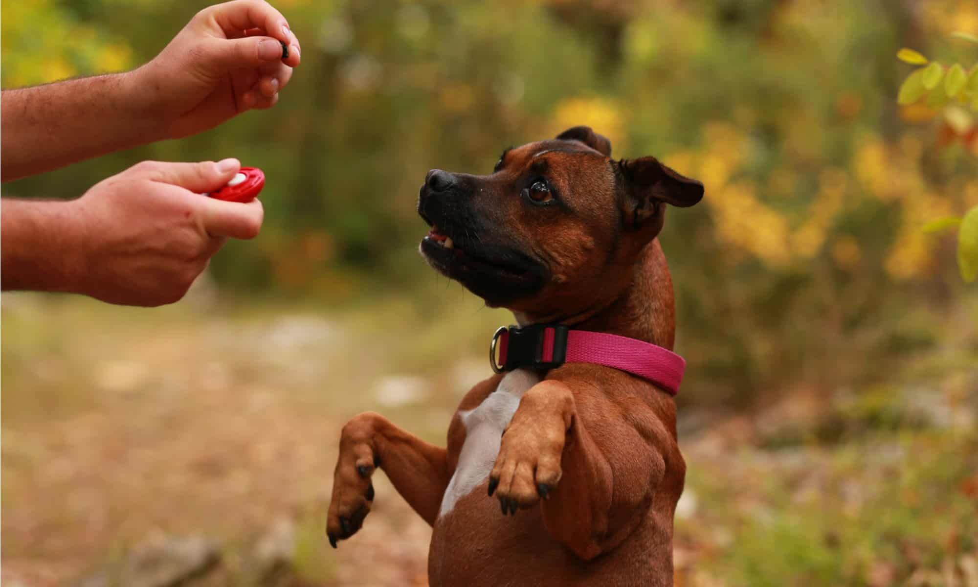 Dog clicker