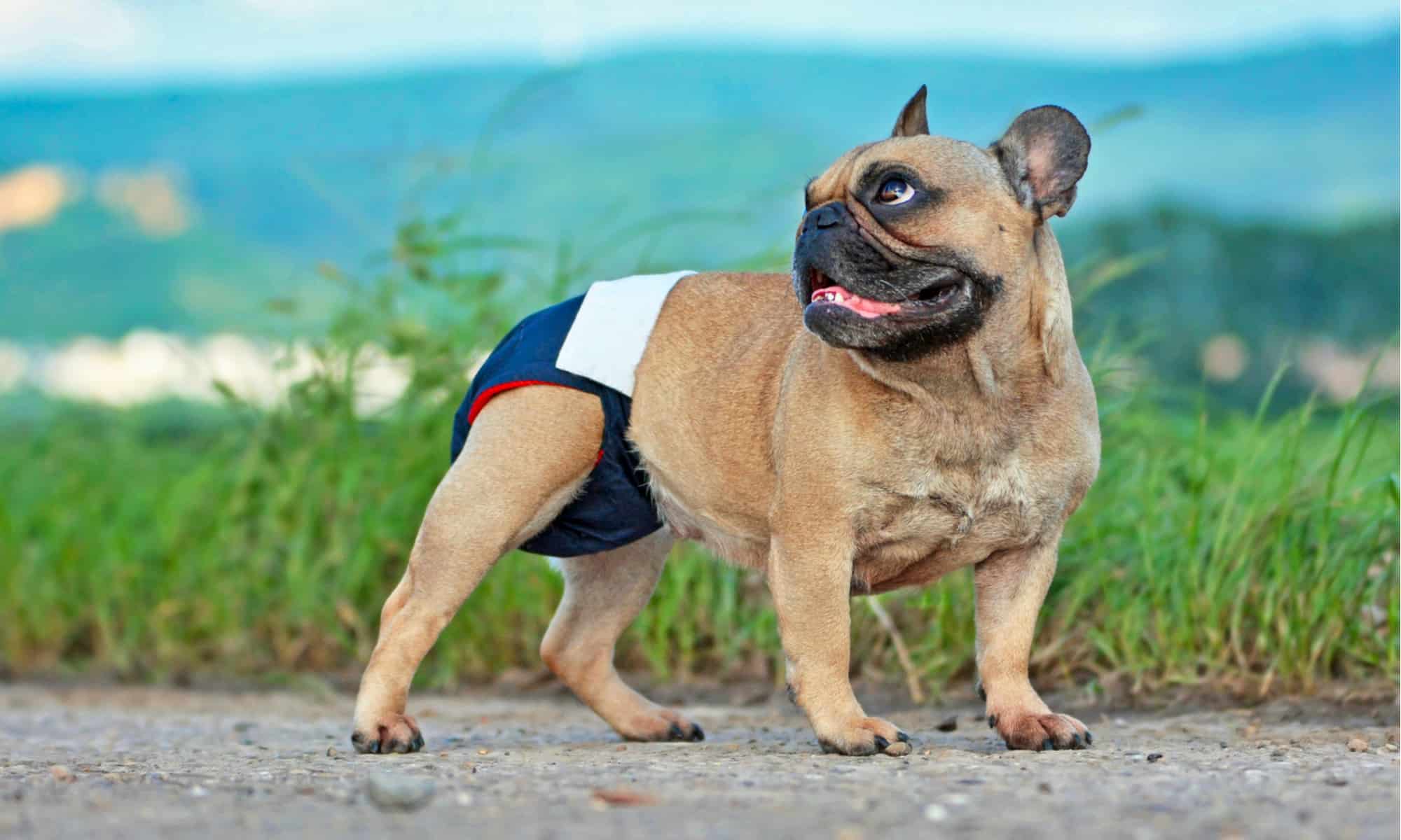 Dog diapers