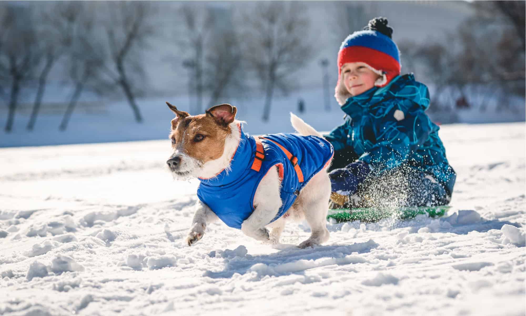 Dog snowsuit