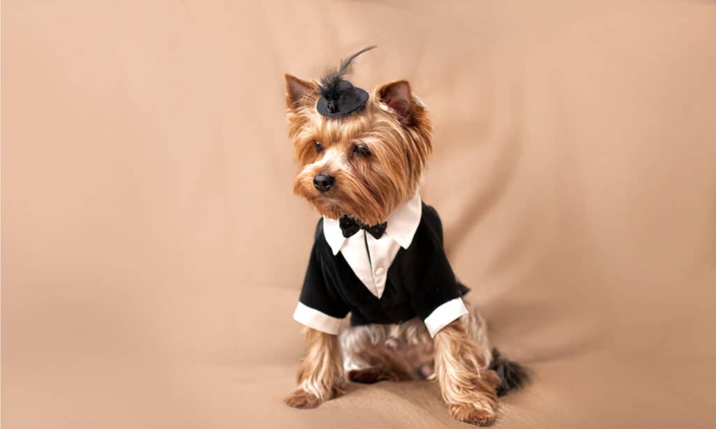 a little tan dog wearing a tuxedo