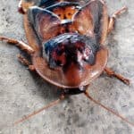 Dubia roach