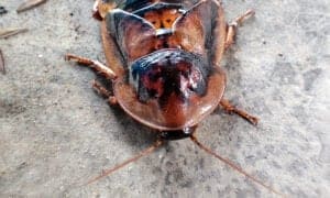 Dubia Cockroach photo