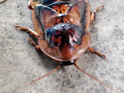 A Dubia Cockroach