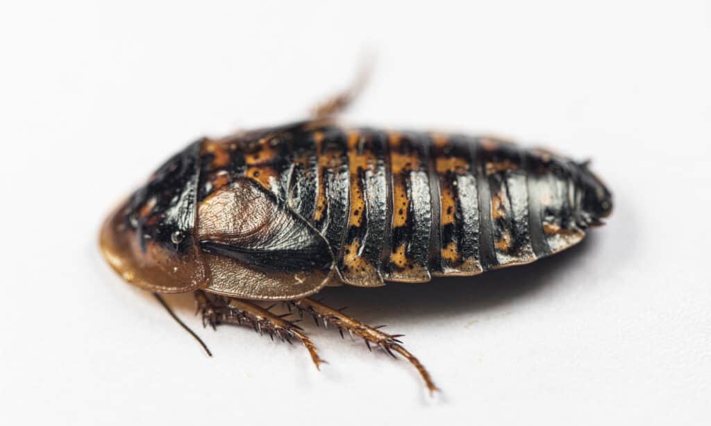 Dubia Cockroach isolated on white background.