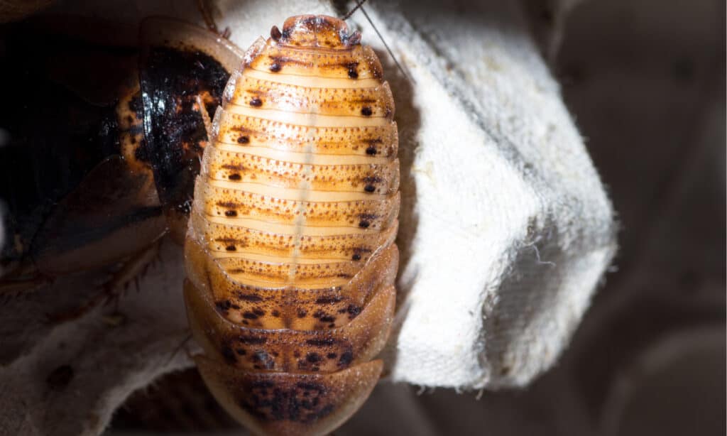 A young cockroach of the species Blaptica dubia or Dubia Cockroach.