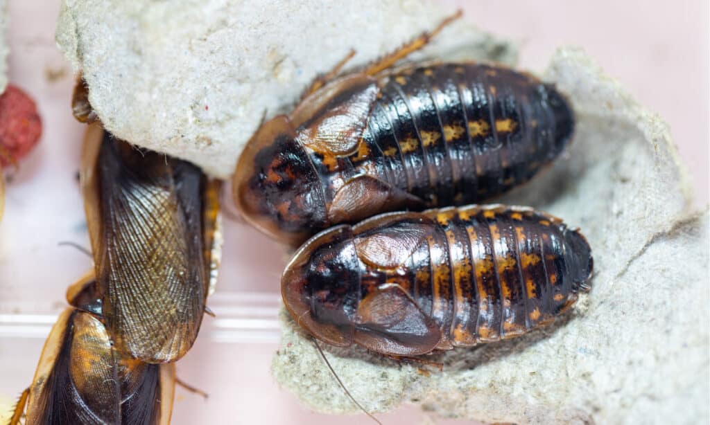 Study of the structure of Blaptica dubia, Dubia cockroach, also known as the orange-spotted roach in the laboratory.