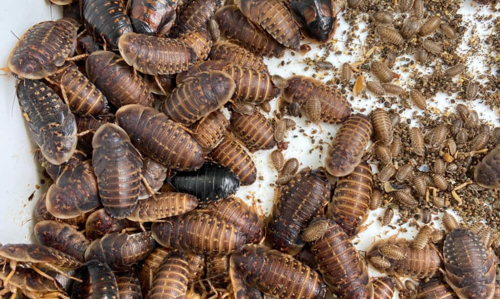 Dubia Cockroach with their young in the laboratory.