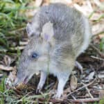 Eastern barred bandicoot