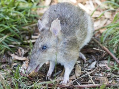 Eastern Barred Bandicoot Picture