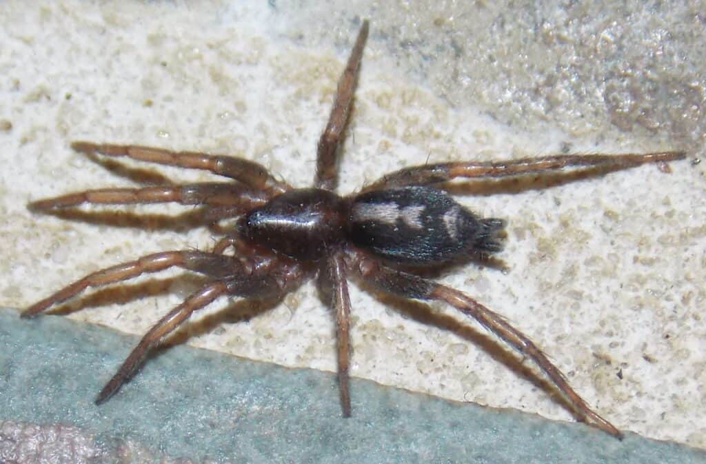 The eastern parson spider is commonly found in Connecticut 