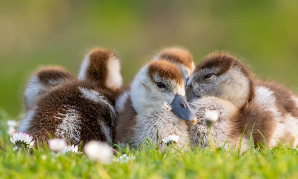 Egyptian goose new born babies birds in a park during spring season.