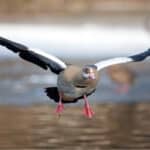 Egyptian Goose