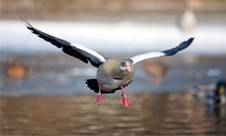The Egyptian Goose has a heavy build resembling a goose when flying.
