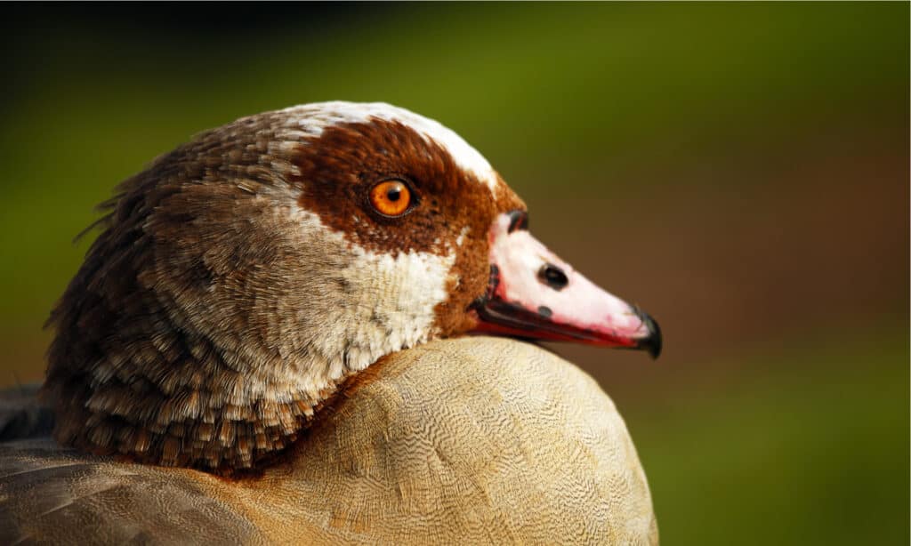 The most distinctive feature of a Egyptian goose is a "mask" around the eye area.